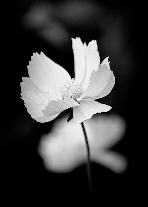 Cosmos Black and White
